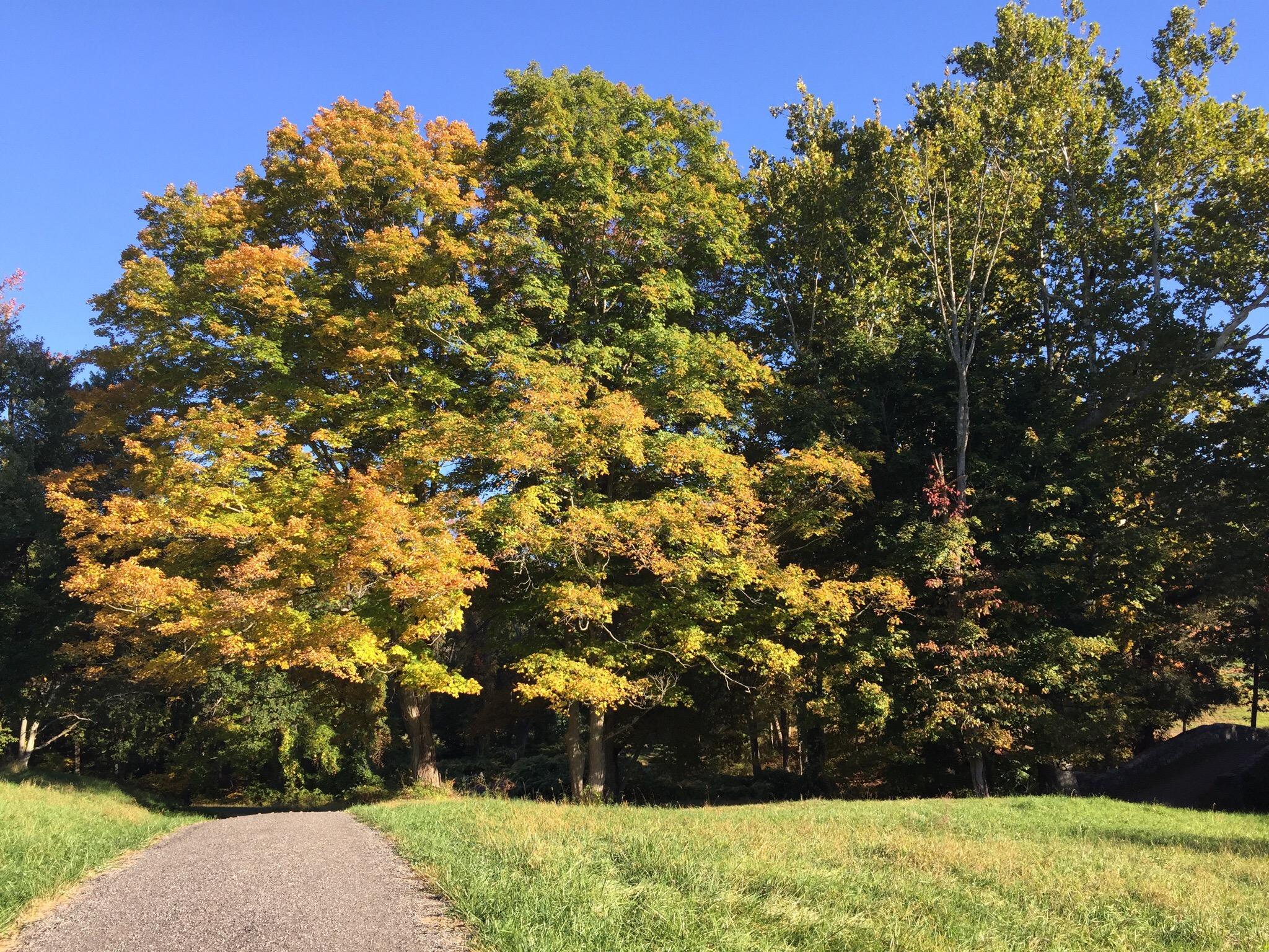 Rockefeller State Park Preserve