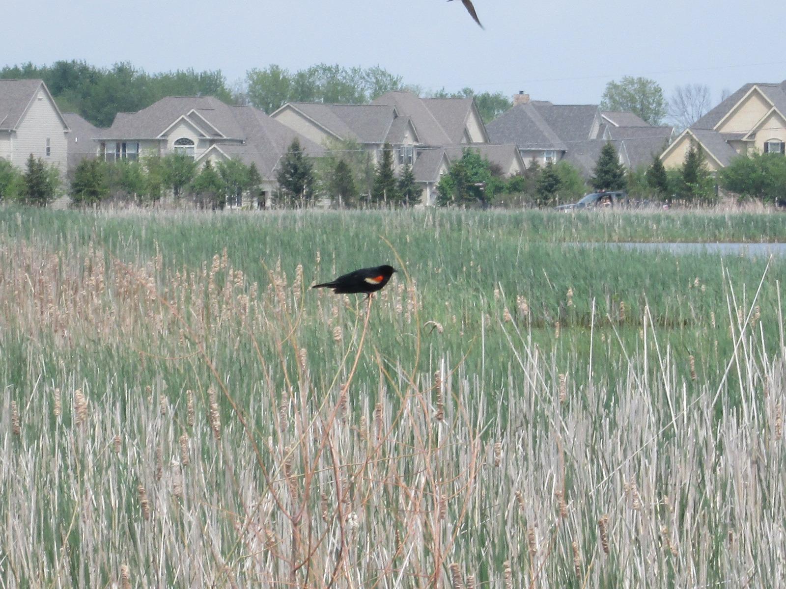 Glacier Ridge Metro Park