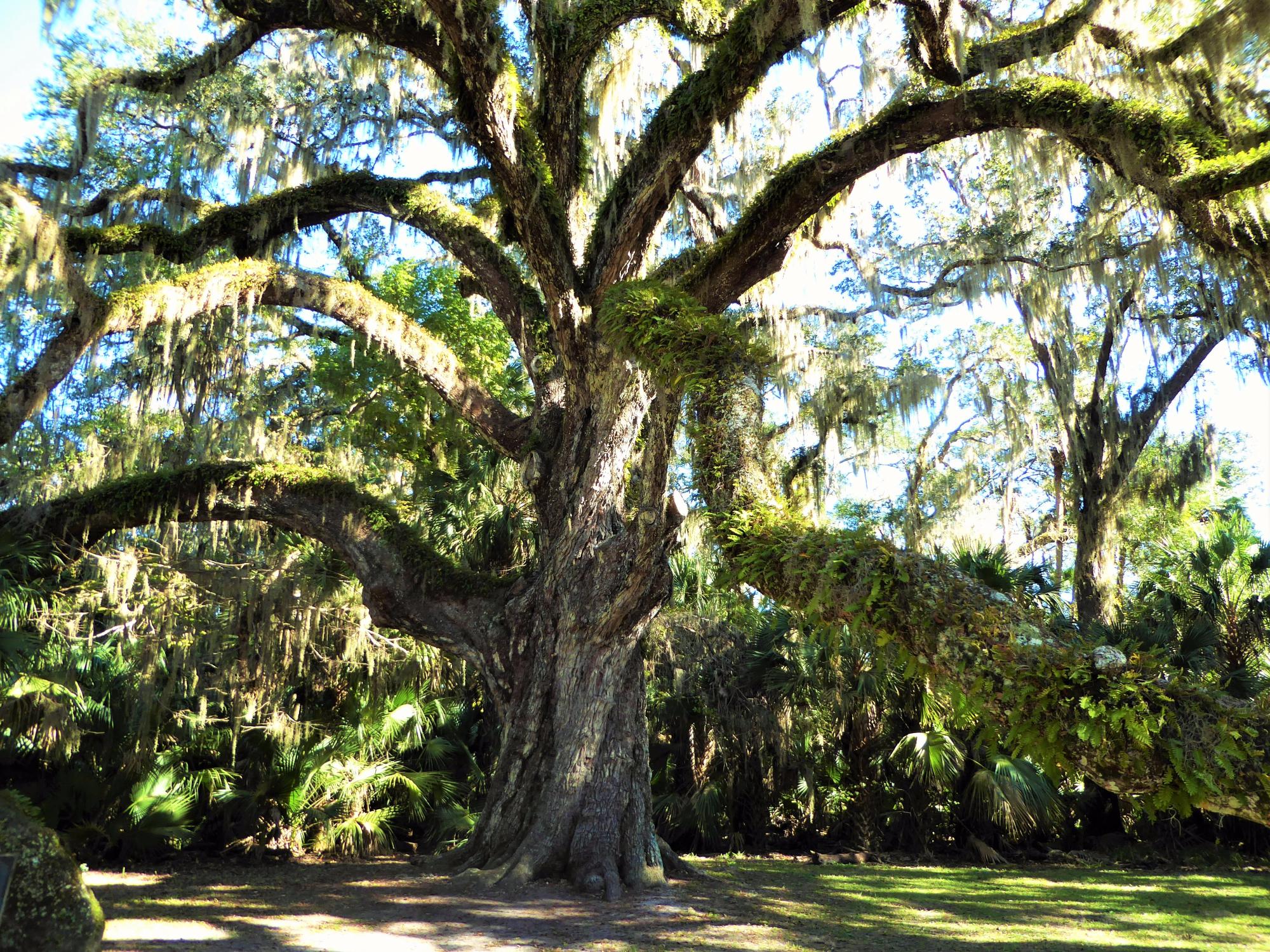 Bulow Creek State Park