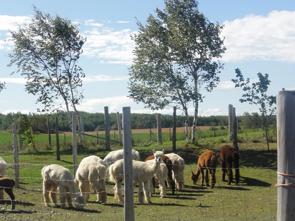 Ferme Fibres et Compagnie