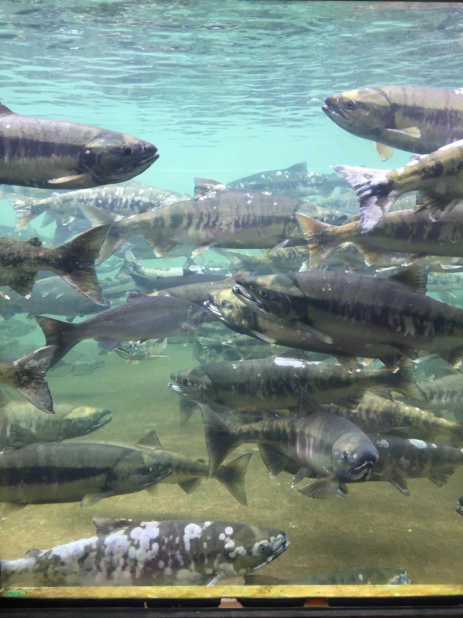 Puntledge River Hatchery