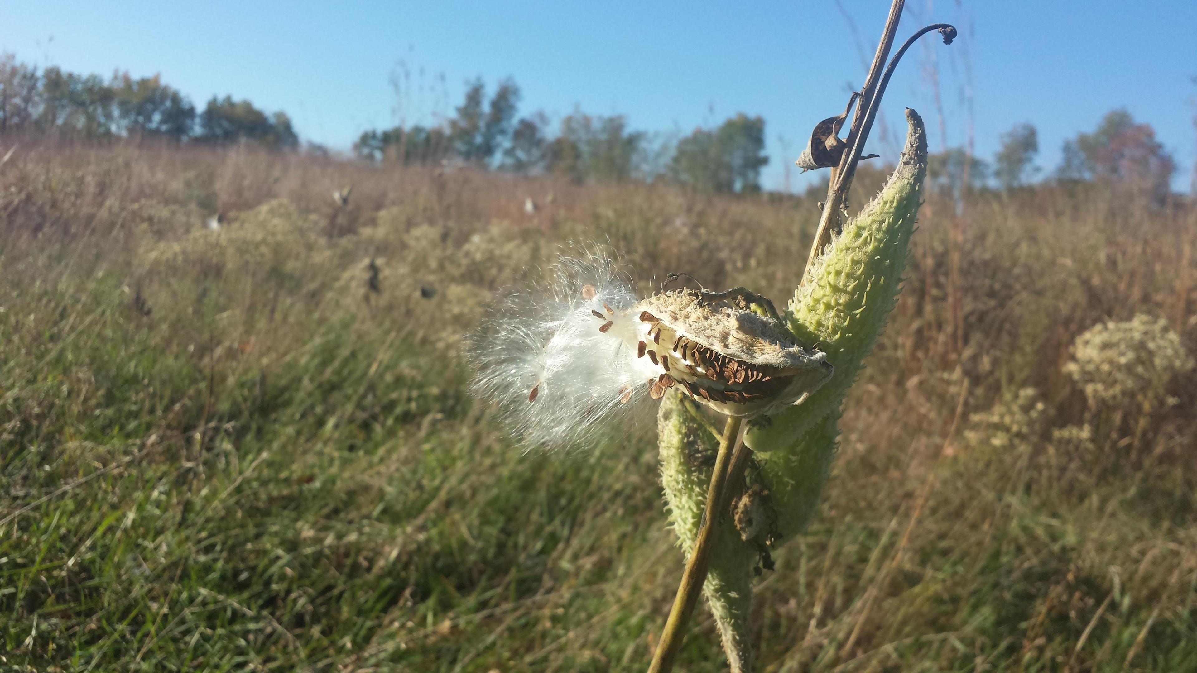 Dahlem Conservancy