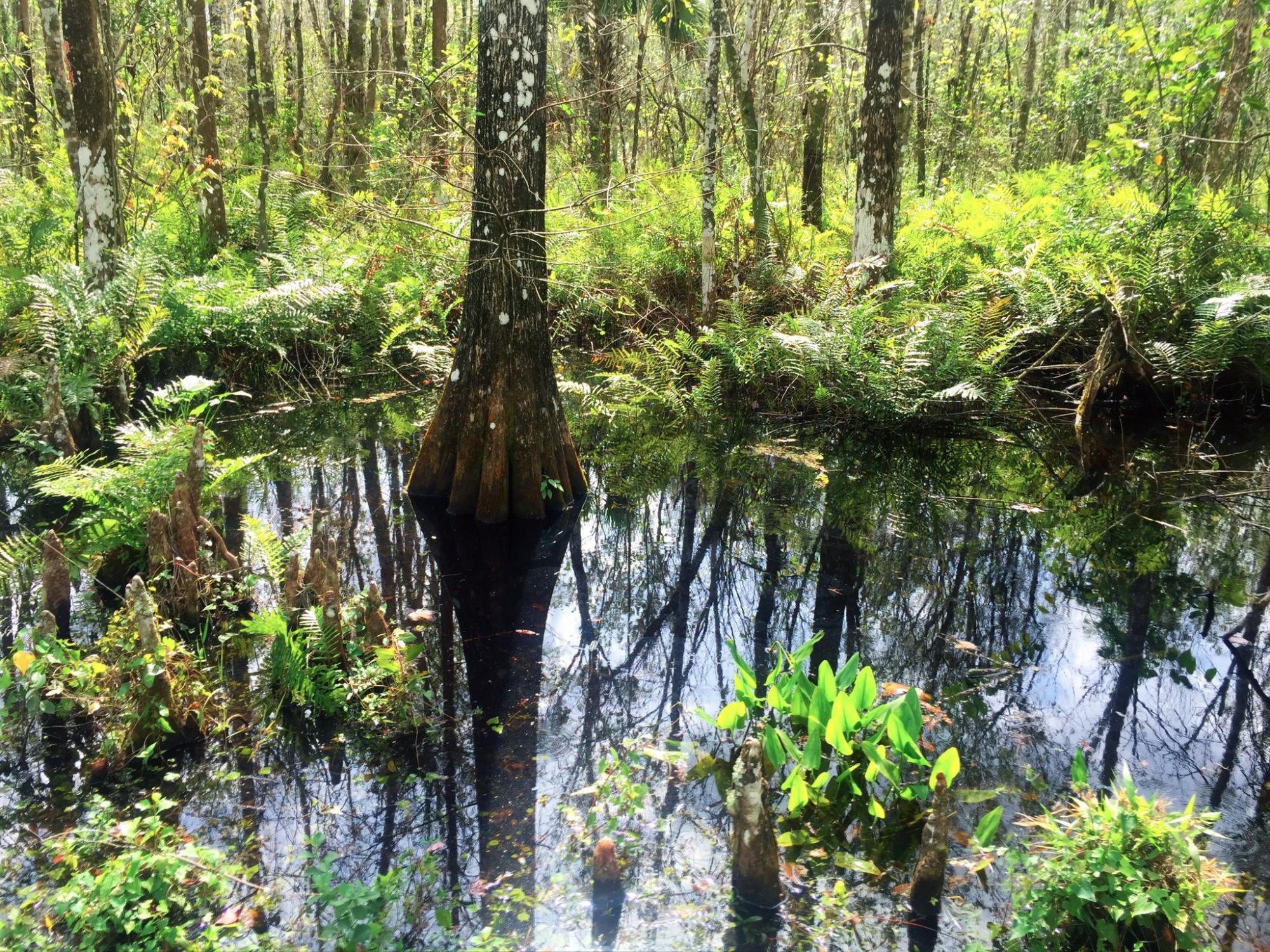 CREW - Bird Rookery Swamp Trails