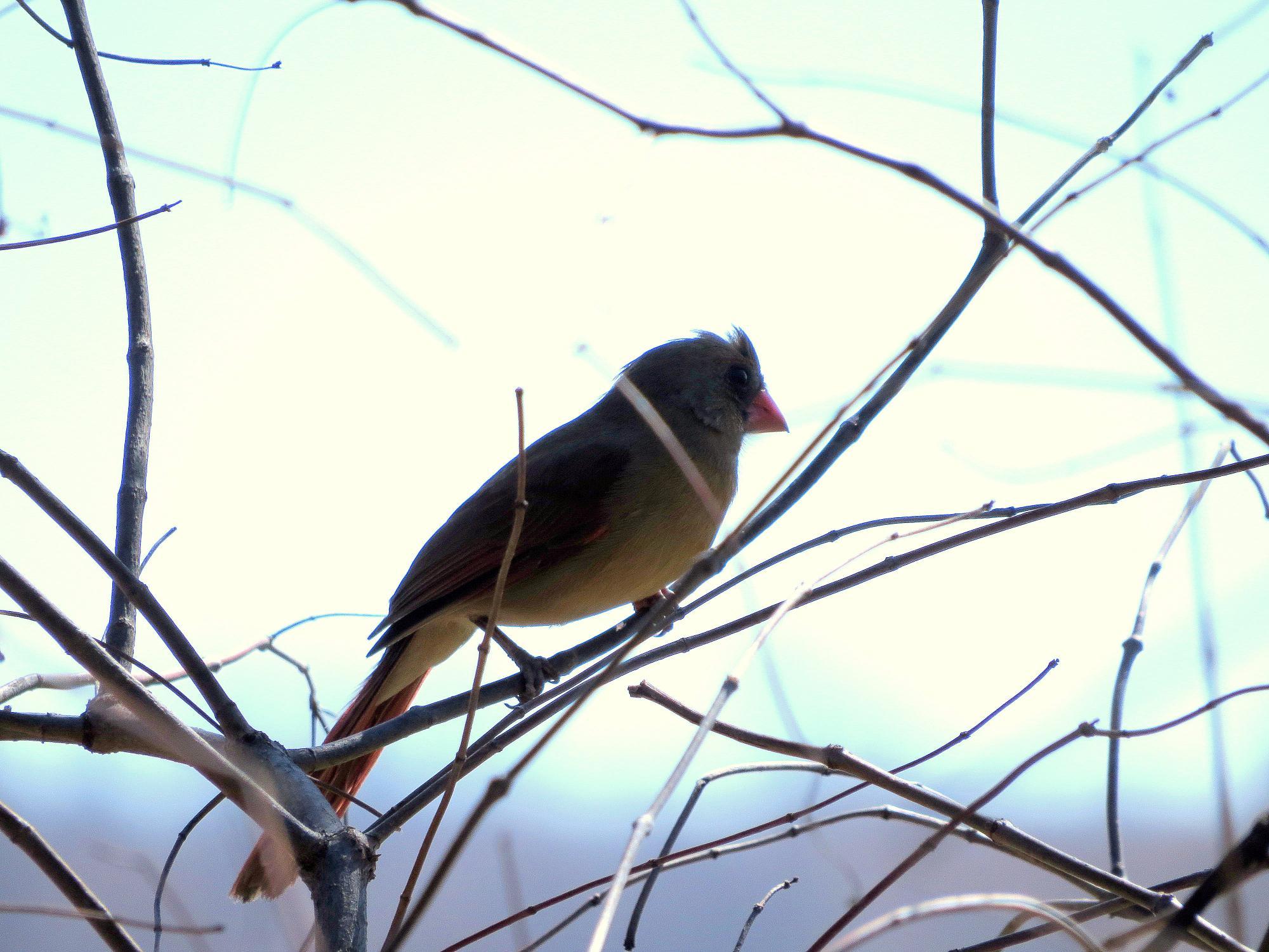 Red River National Wildlife Refuge