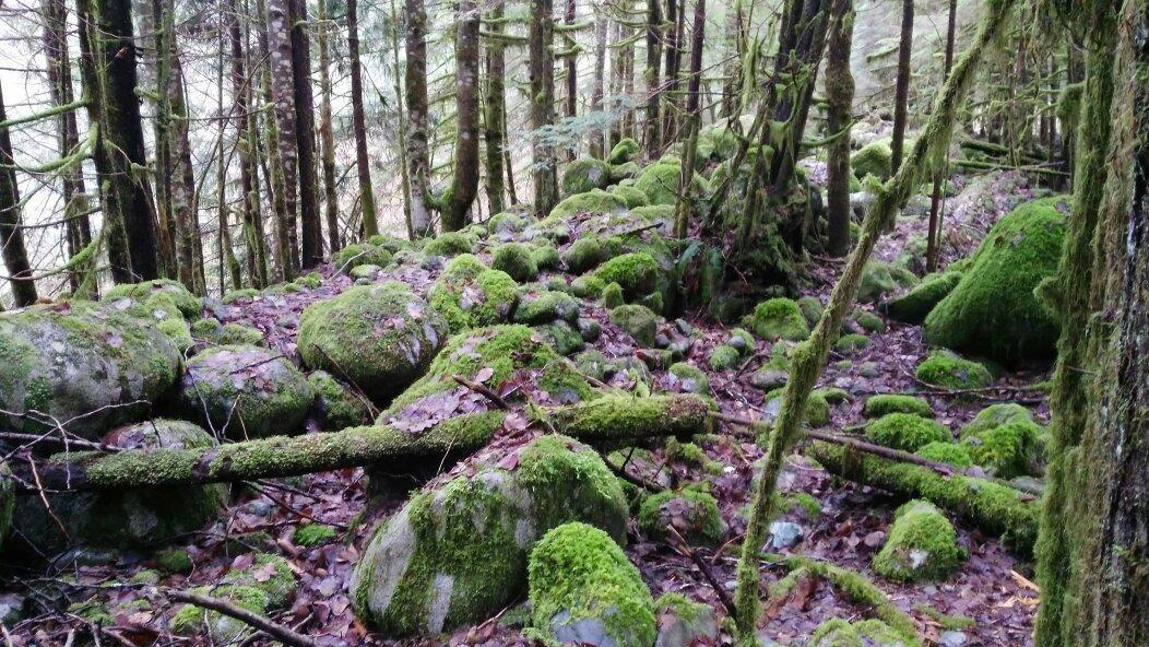 Lynn Headwaters Regional Park