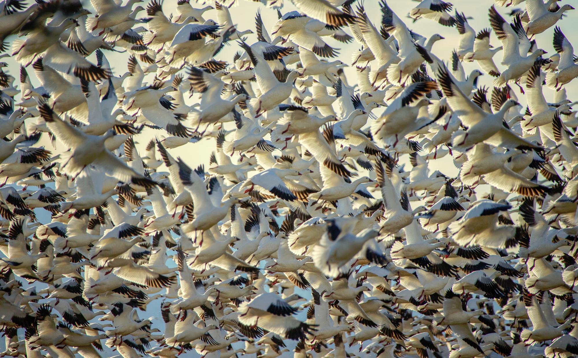 Tule Lake National Wildlife Refuge