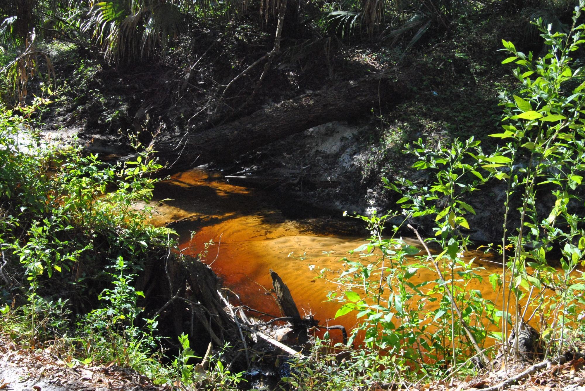 Spring Hammock Preserve