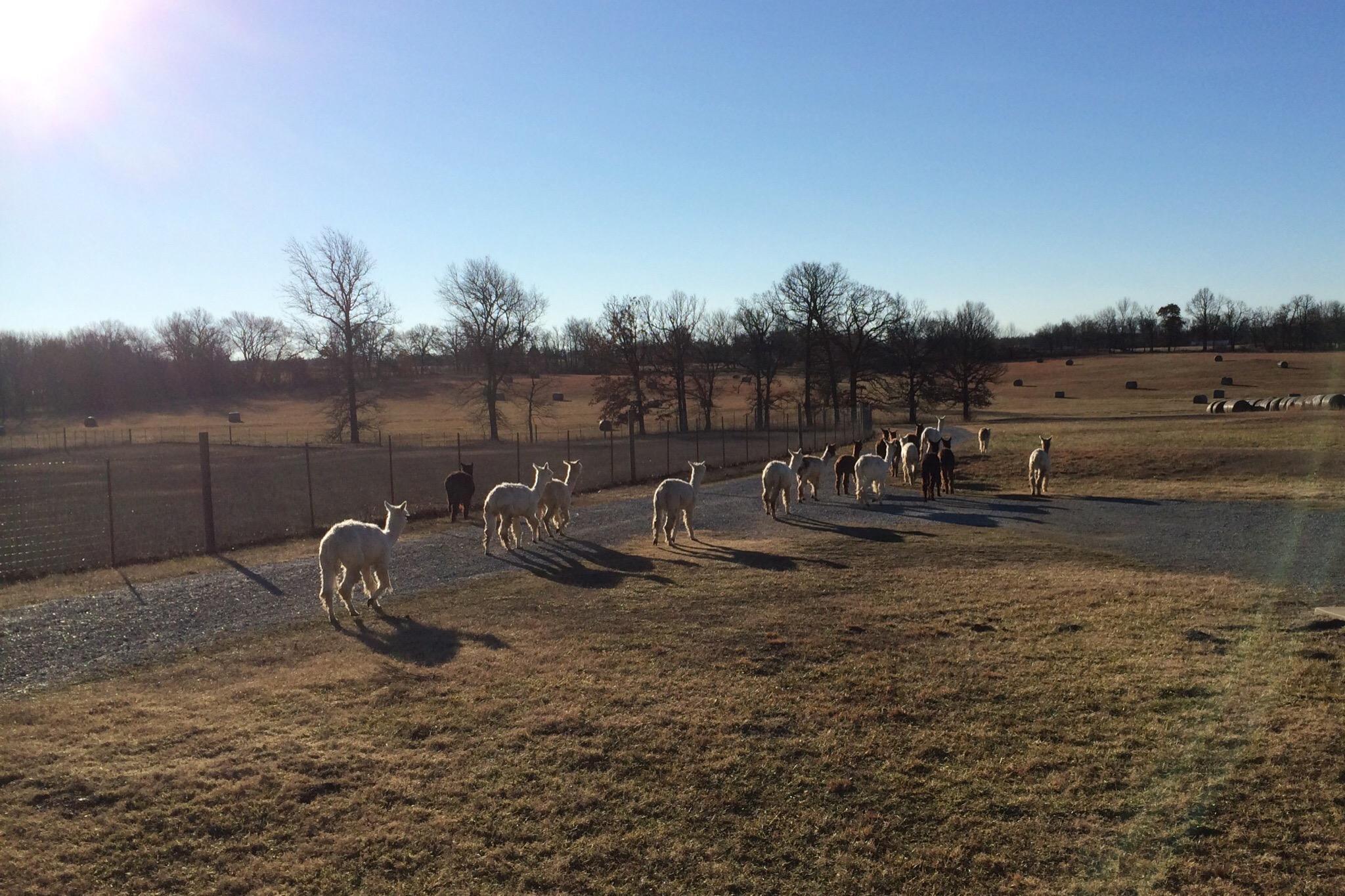 Zena Suri Alpacas