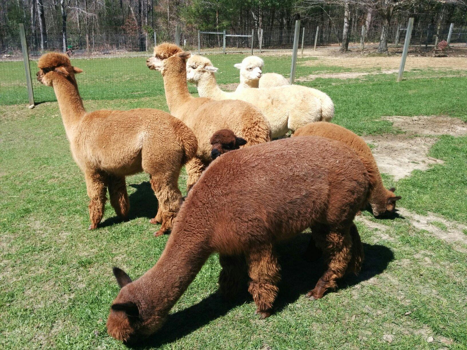 Lasso the Moon Alpaca Farm