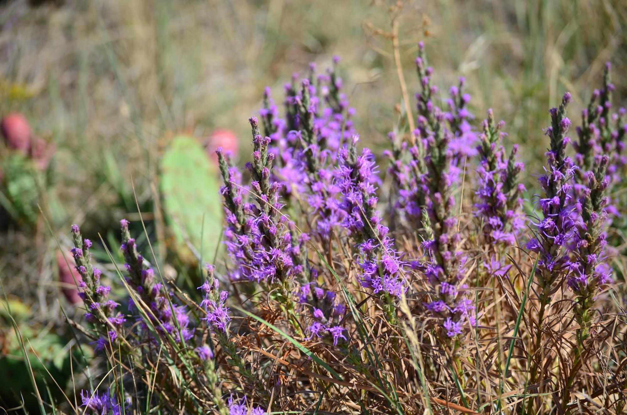 Reservoir Ridge Natural Area