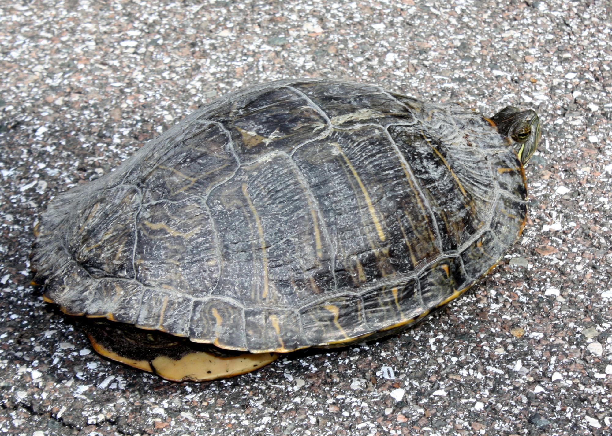 Fred E Marquis Pinellas Trail