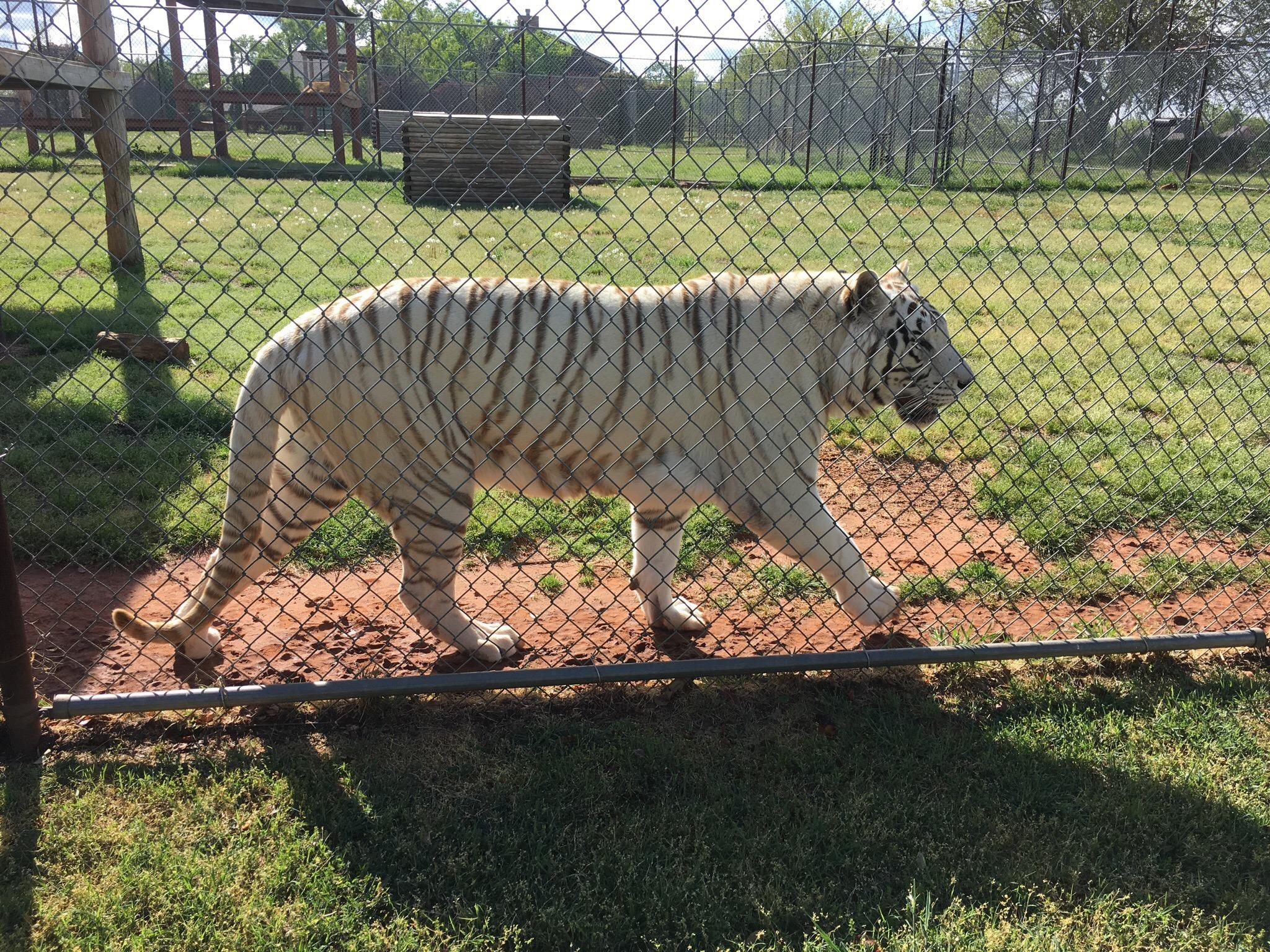 Tiger Safari