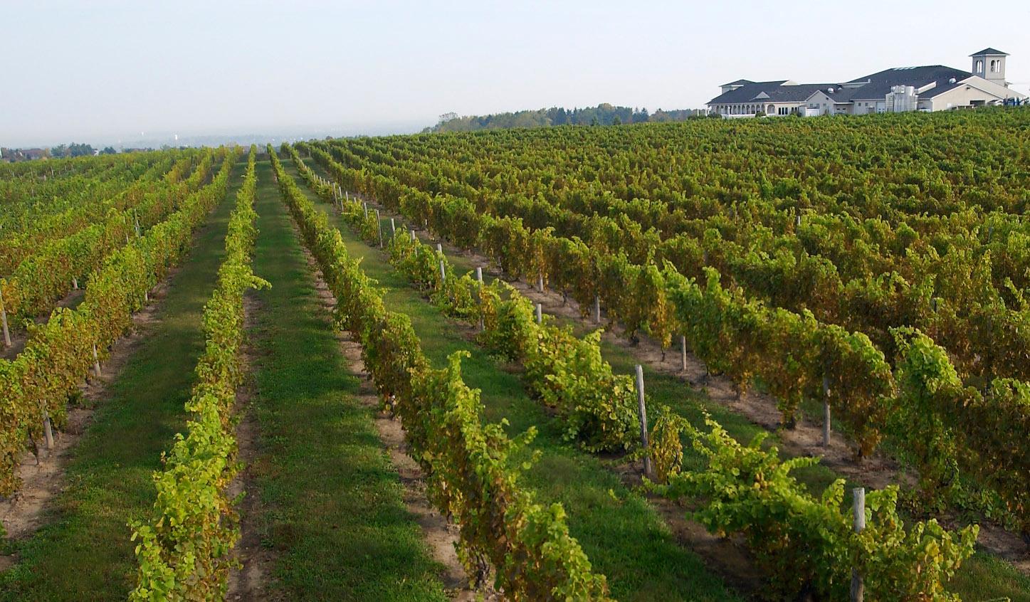 Casa Larga Vineyards