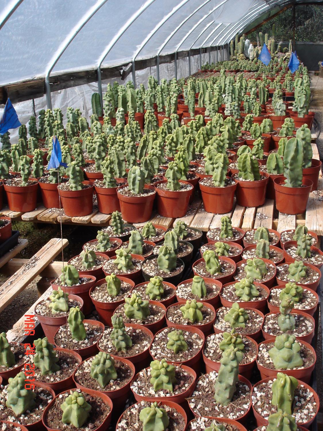 Bach's Cactus Nursery