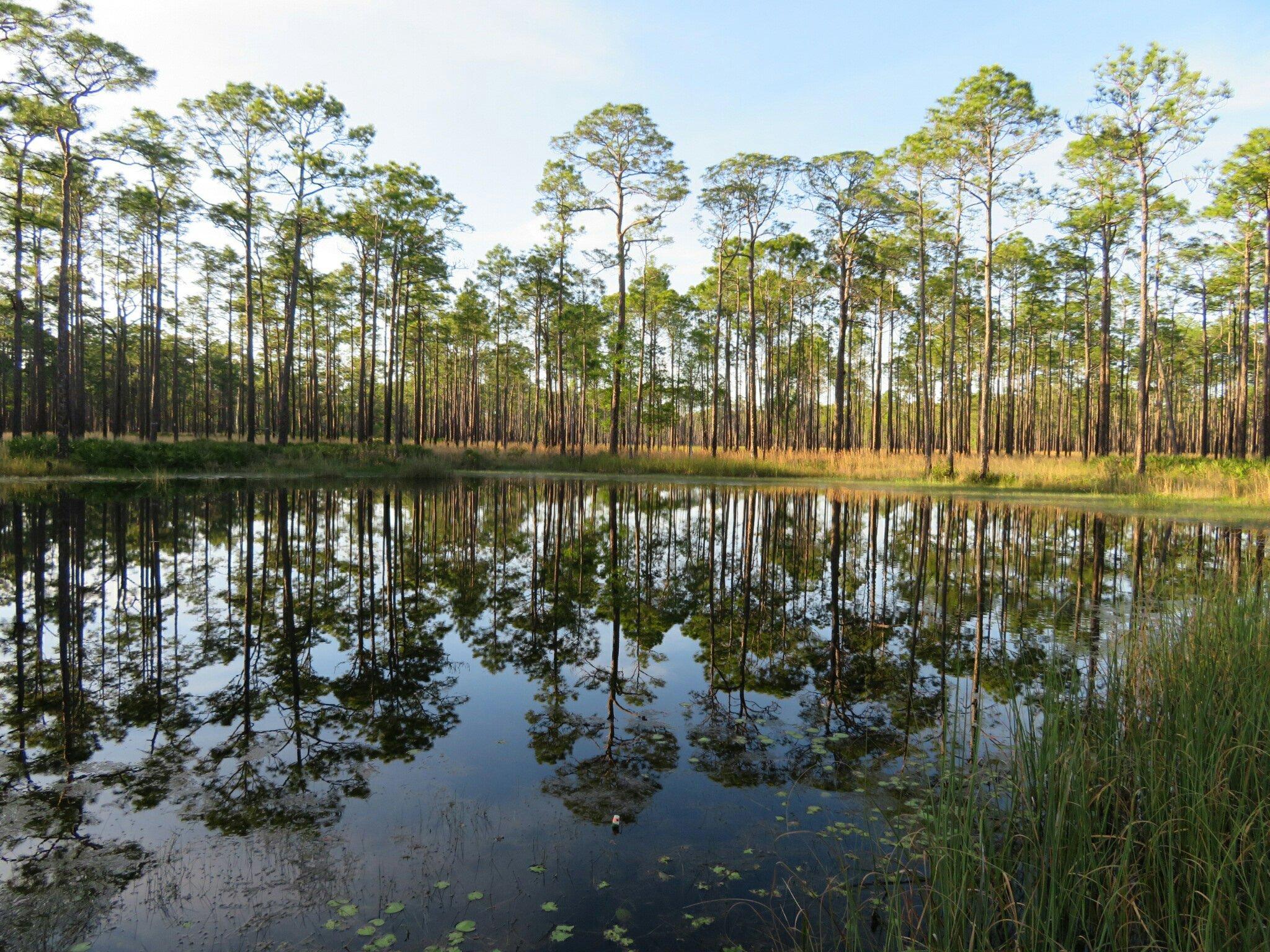 Ochlockonee River State Park