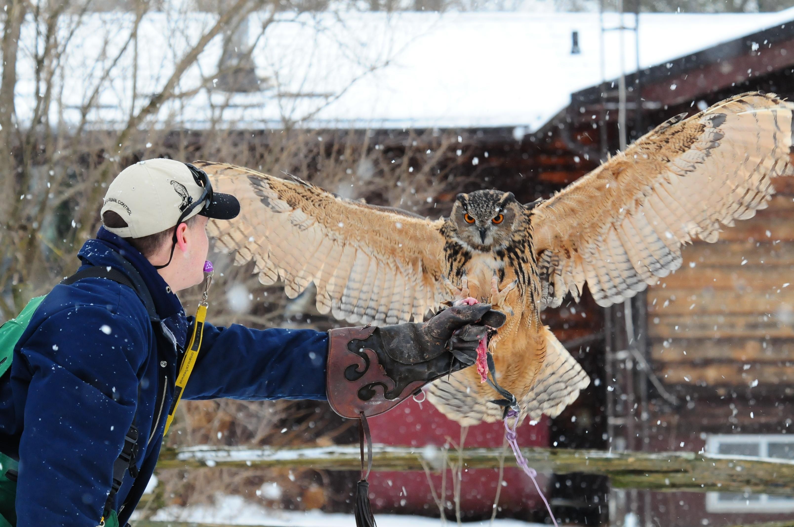 Hawkeye Bird and Animal Control