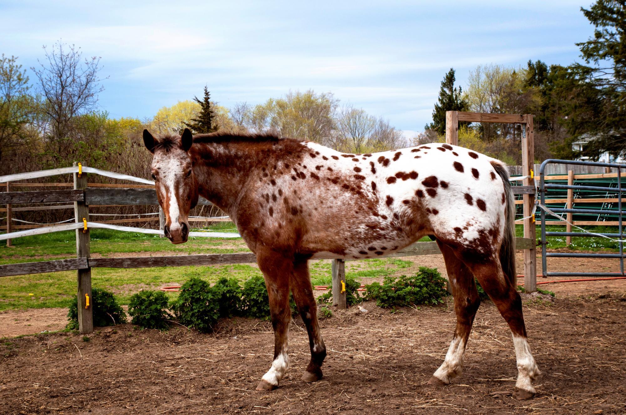 Healing With Horses at Wildrose Horse Farm