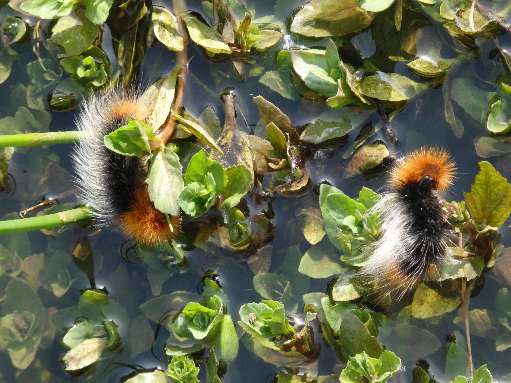 Jackson-Frazier Wetlands