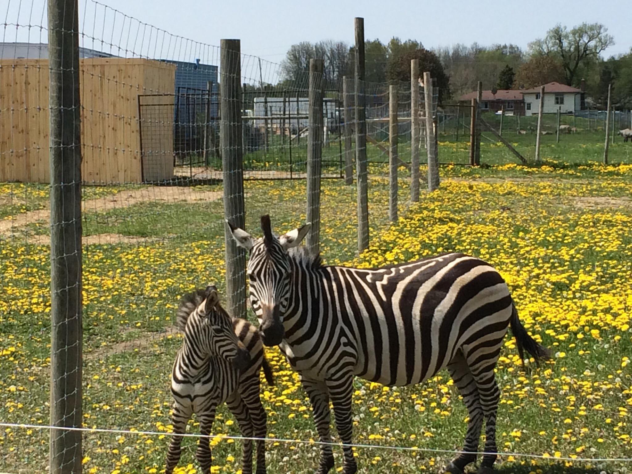 Elmvale Jungle Zoo