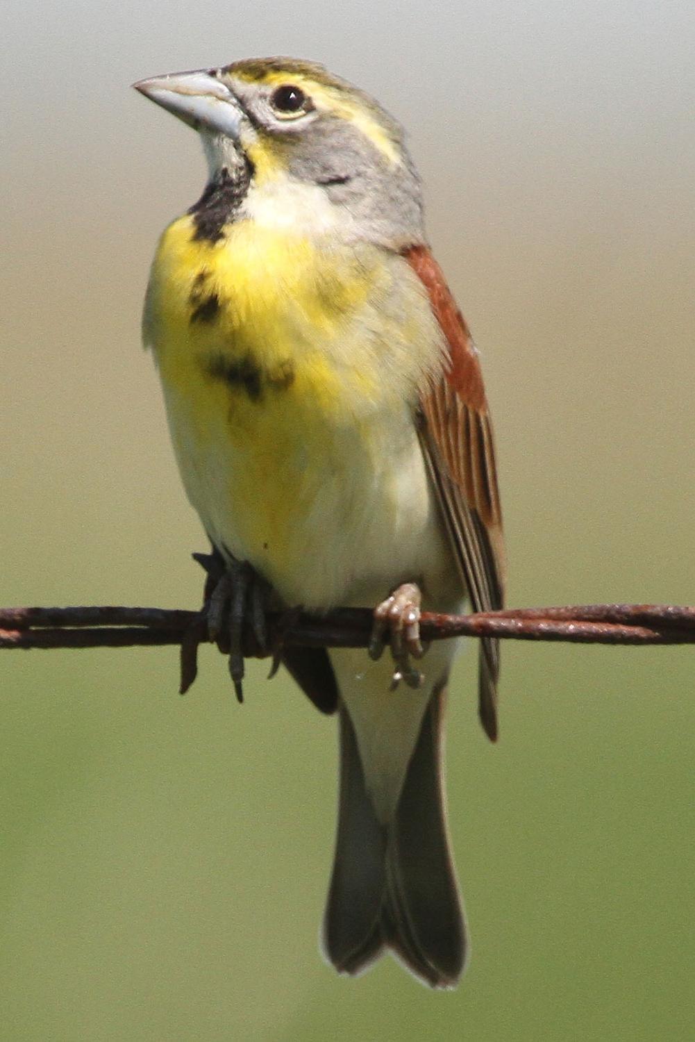 Marais des Cygnes National Wildlife Refuge