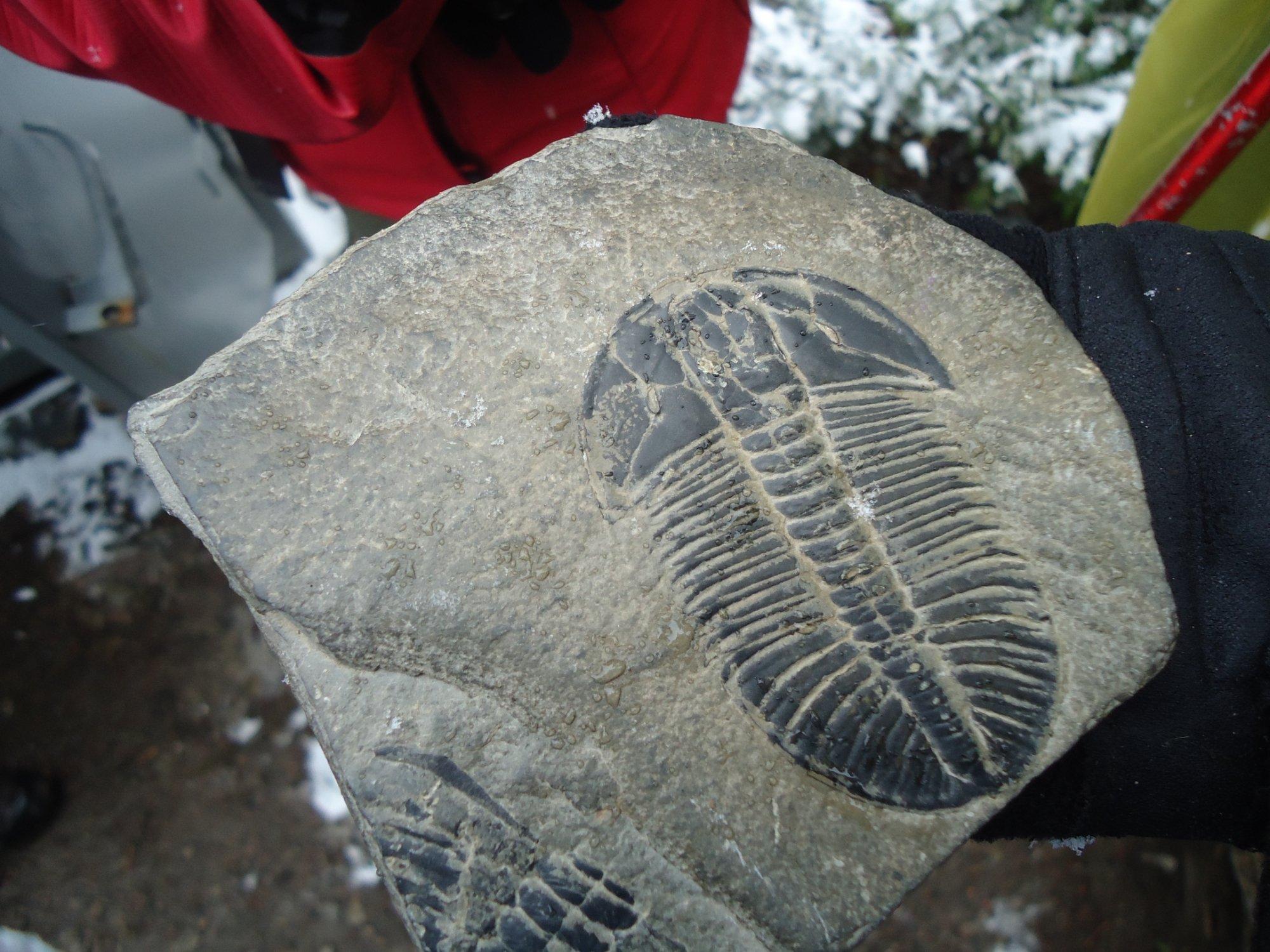 The Burgess Shale Geoscience Foundation