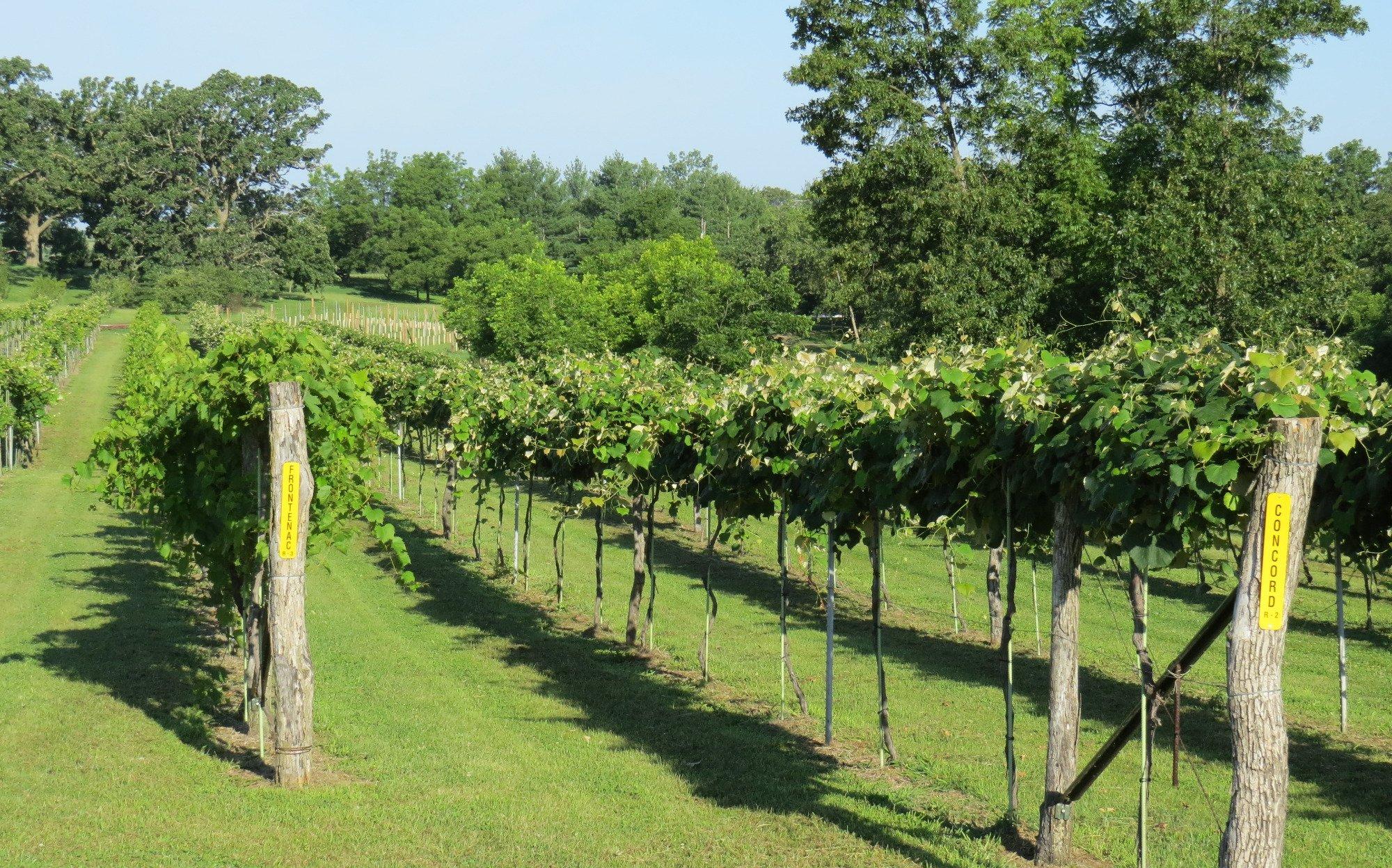 Backyard Vine & Wine