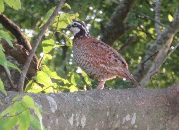 Eufaula National Wildlife Refuge