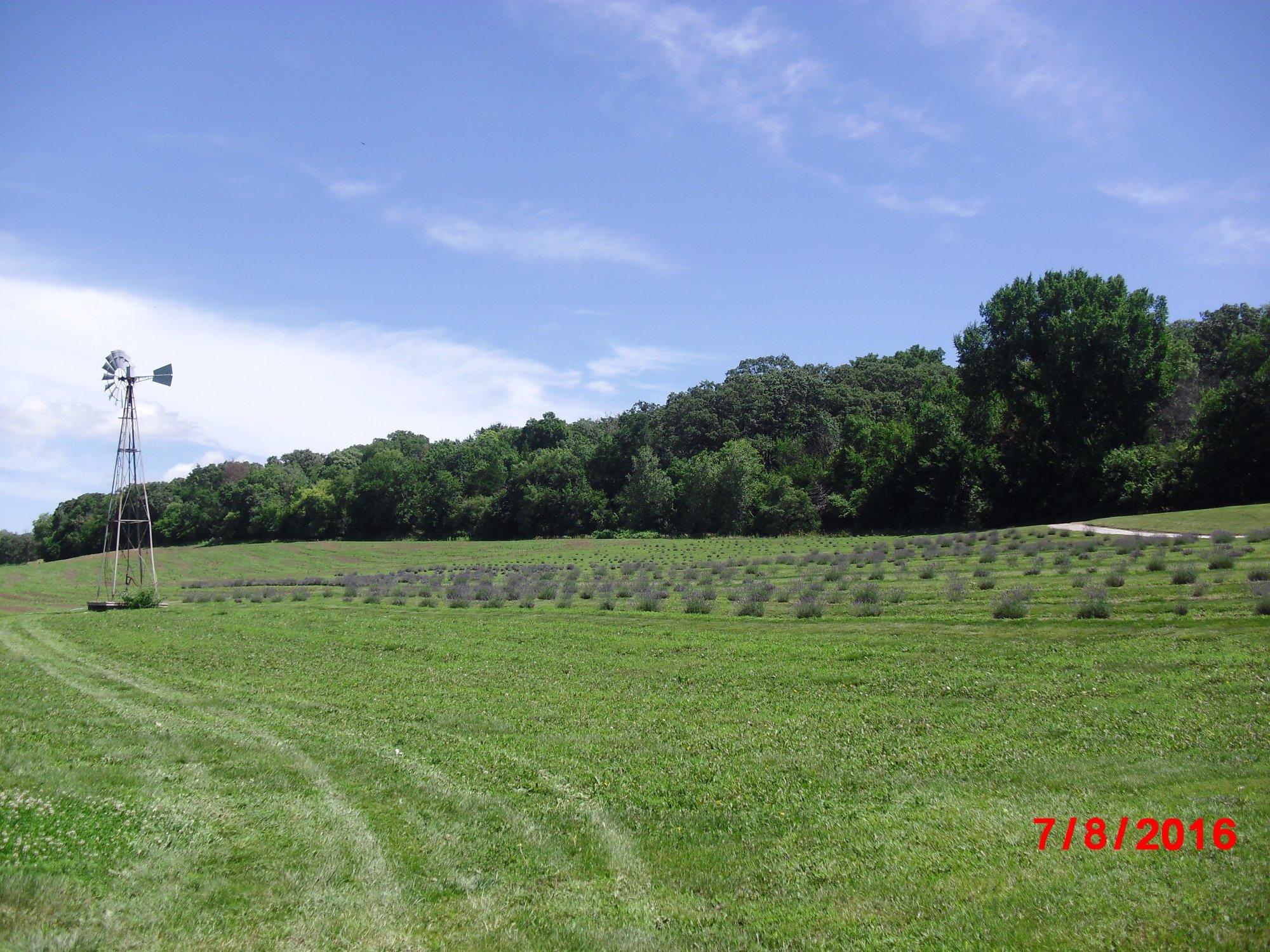 Loess Hills Lavender Farm