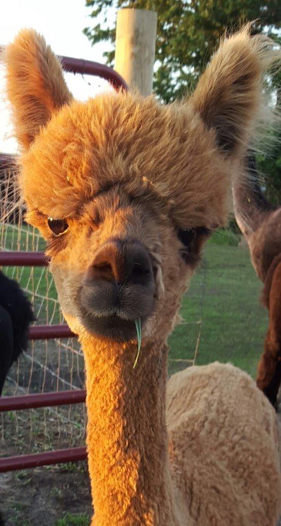 YaYa's Alpaca Farm