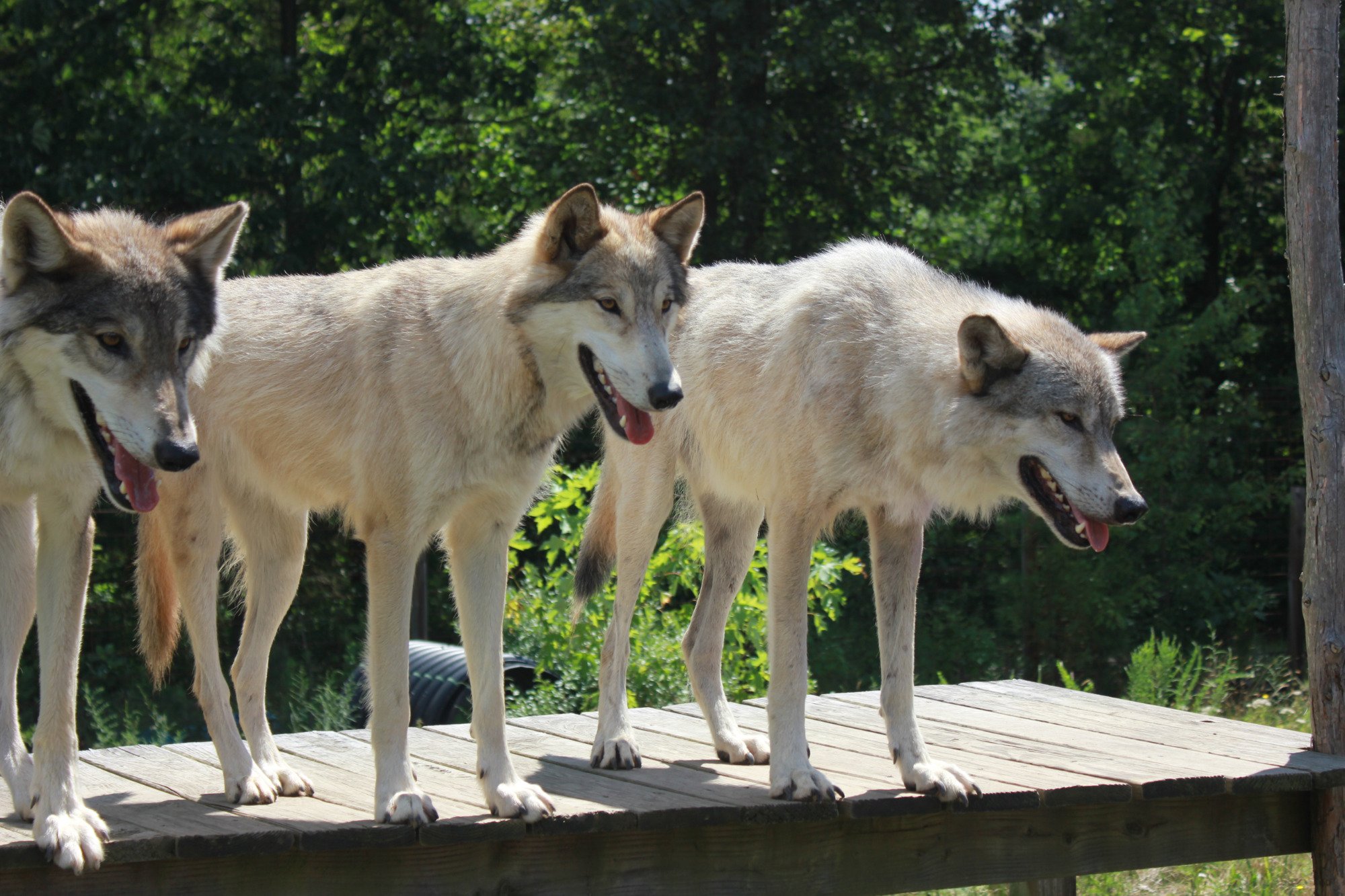 Howling Woods Farm