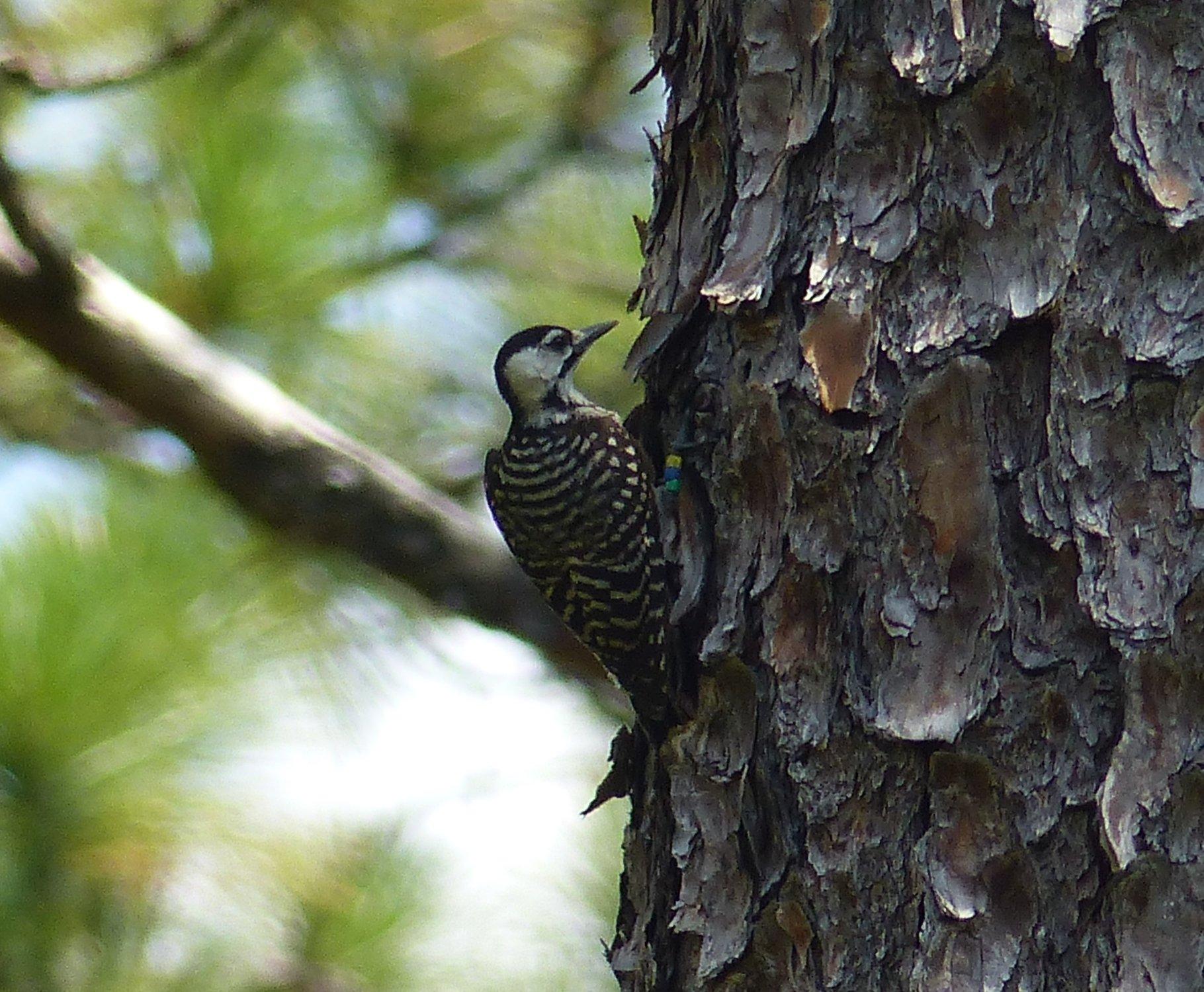 Carolina Sandhills National Wildlife Refuge