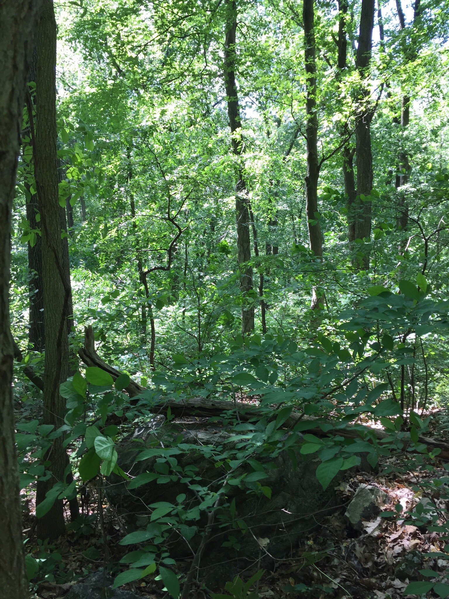 Jugtown Mountain Nature Preserve