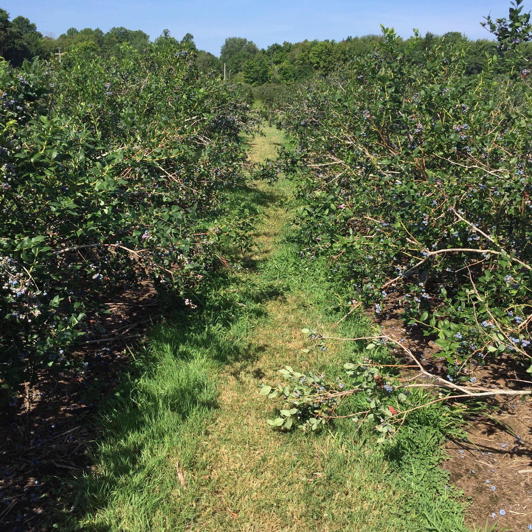 Blue Star Farms