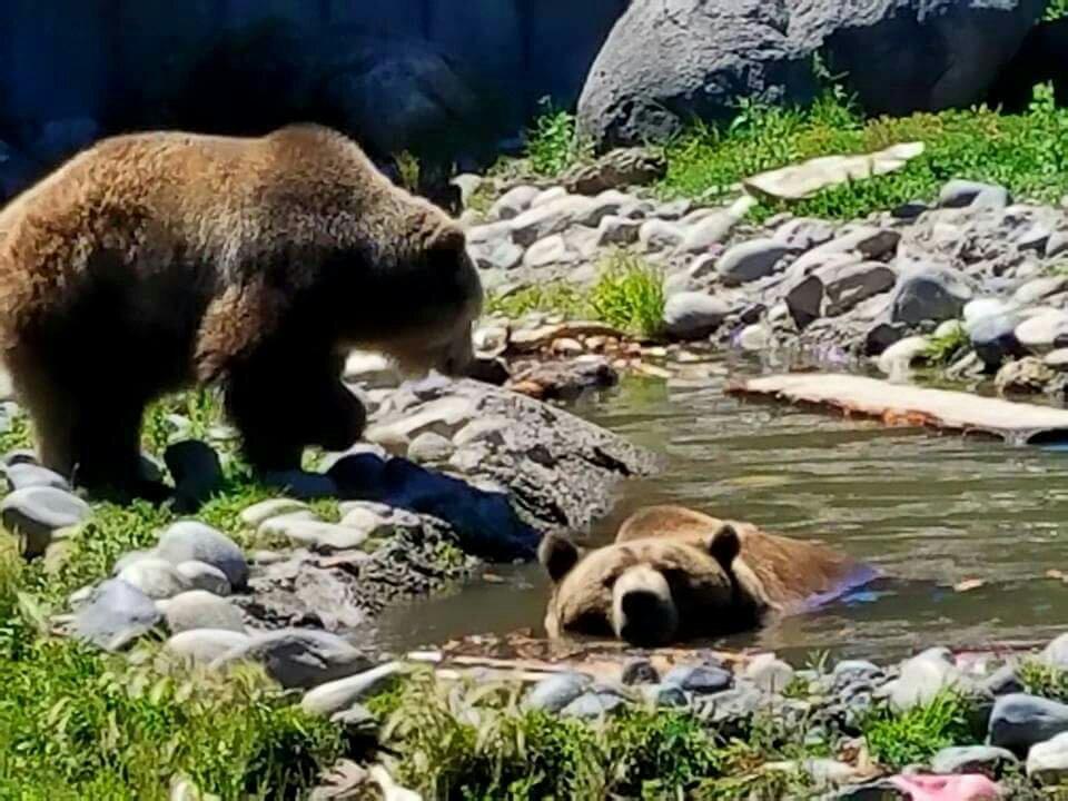 Montana Grizzly Encounter