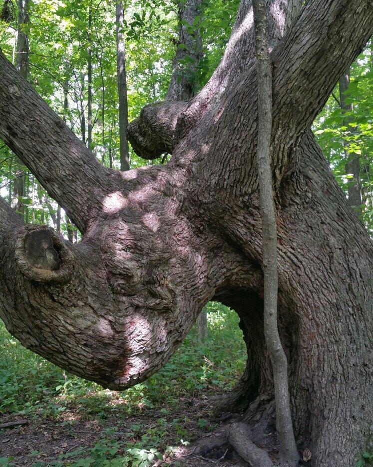 Lawrence Woods State Nature Preserve