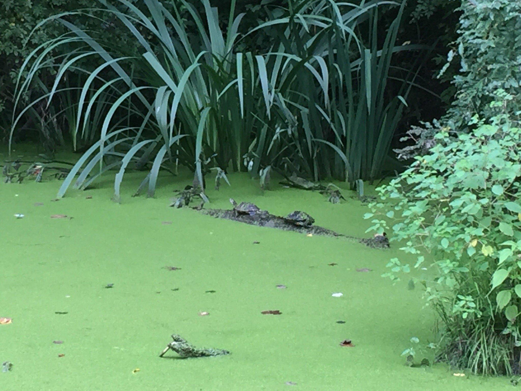 Nixon Park Nature Center