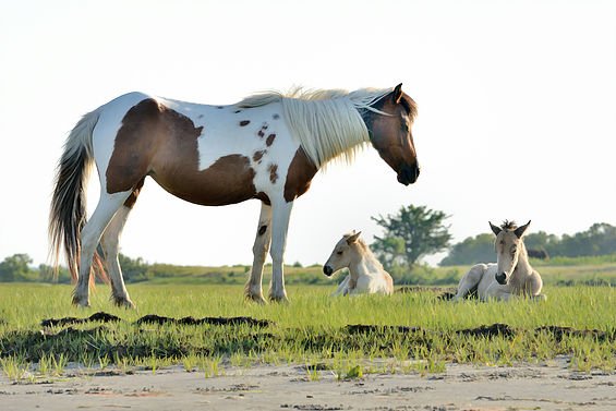 Saltwater Pony Tours