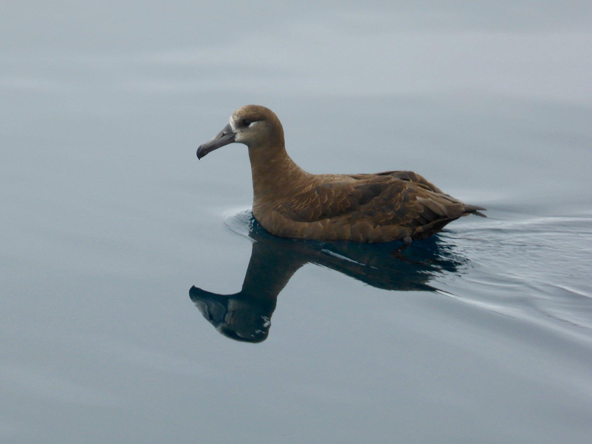 Alvaro's Adventures Birding & Nature Tours