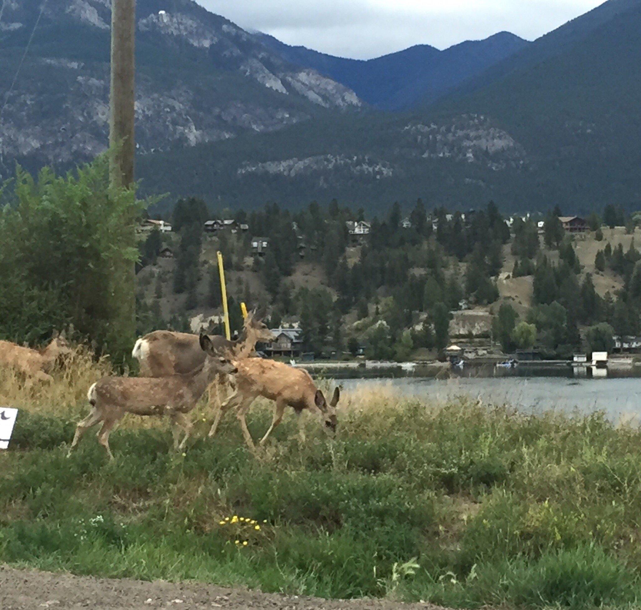 Invermere Hostel