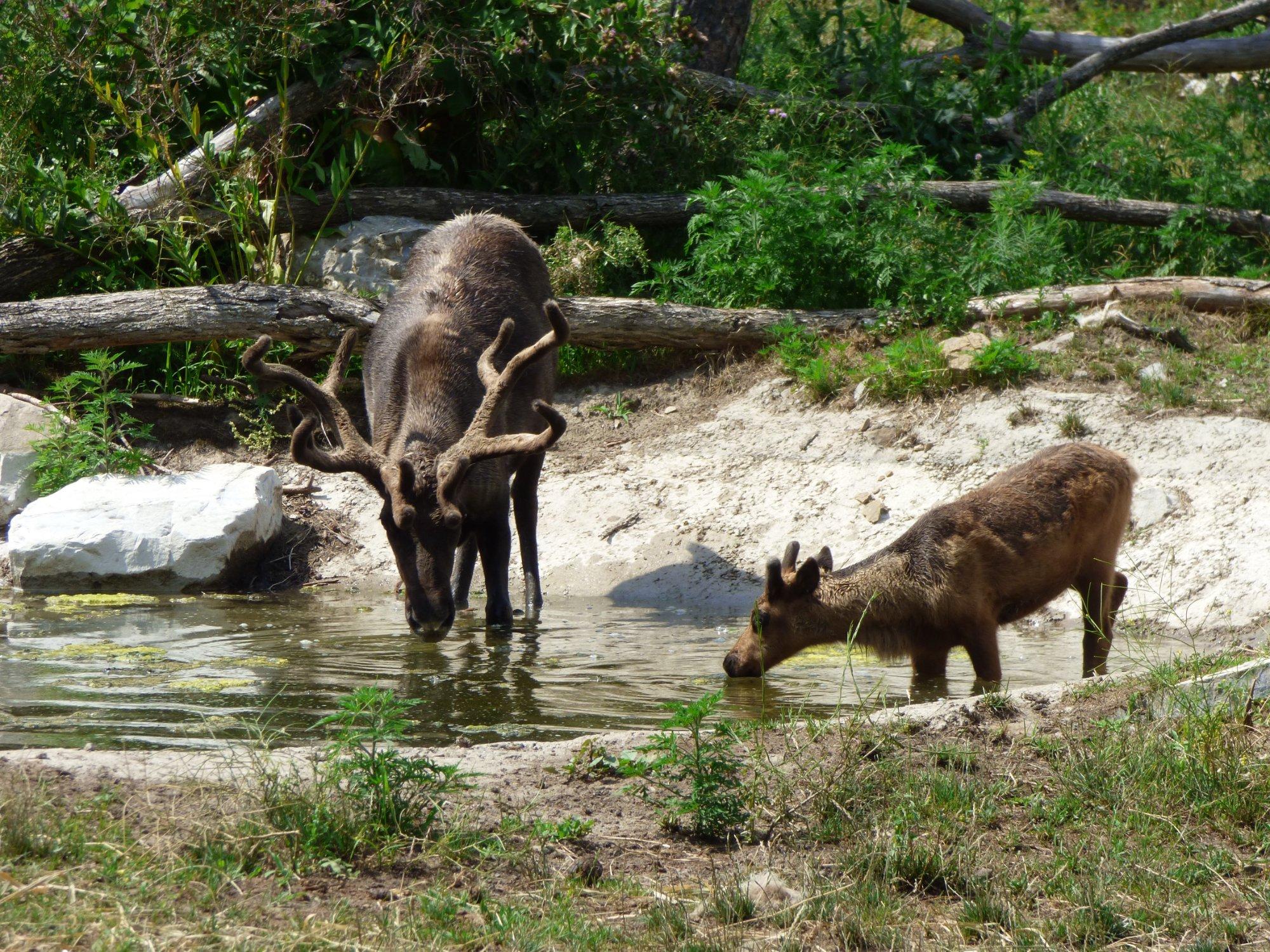 Zoo Ecomuseum