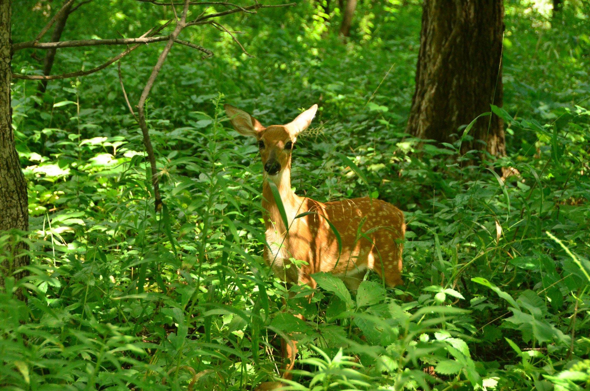 Emily Oaks Nature Center