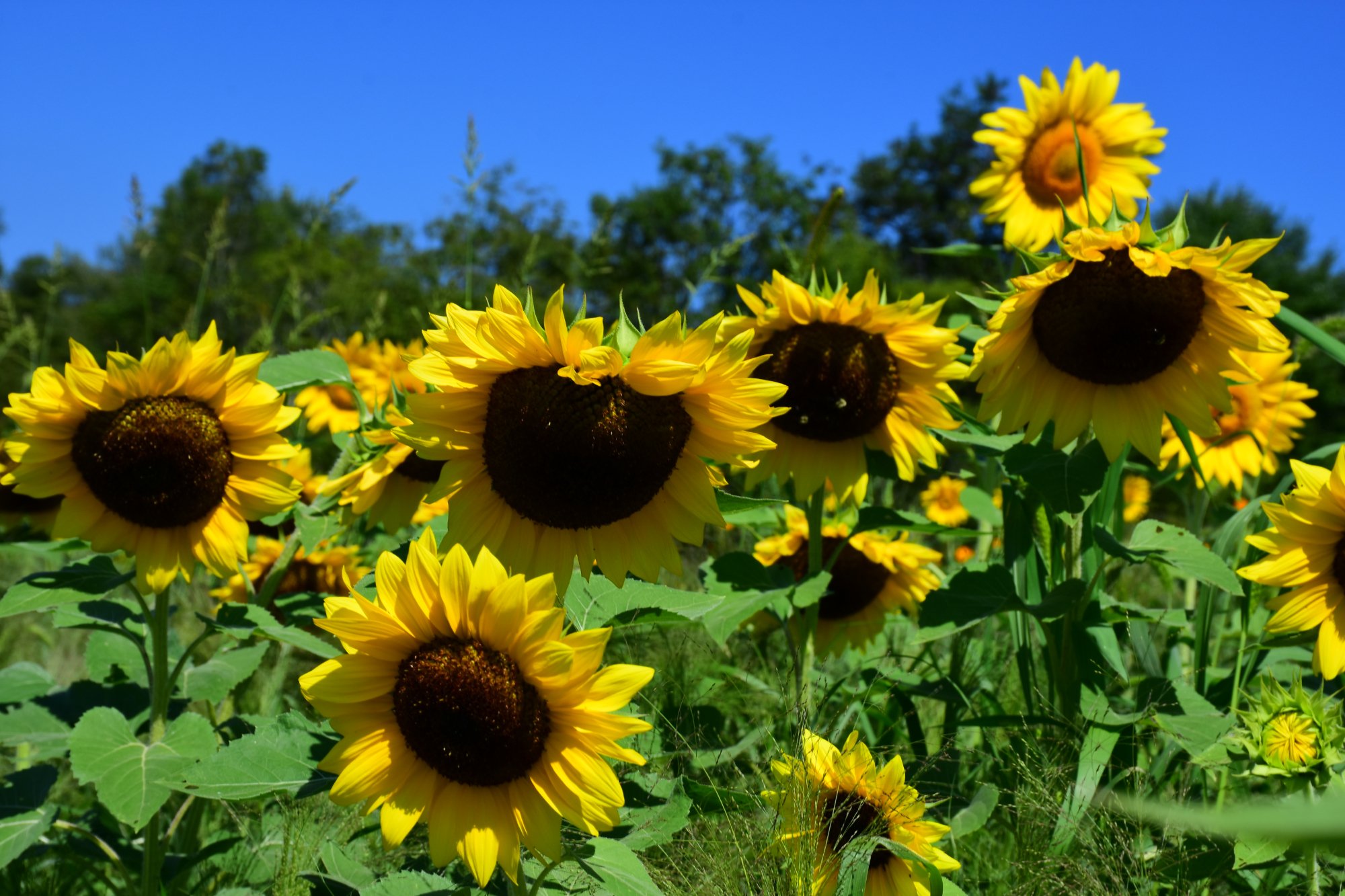 Sussex County Sunflower Maze