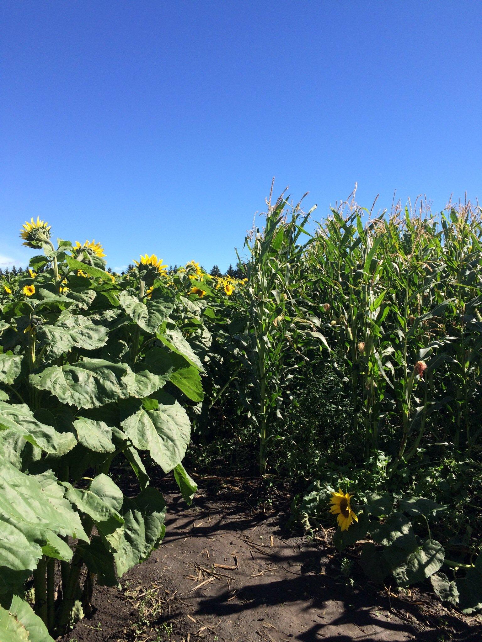 Bowden SunMaze & Eagle Creek Farms