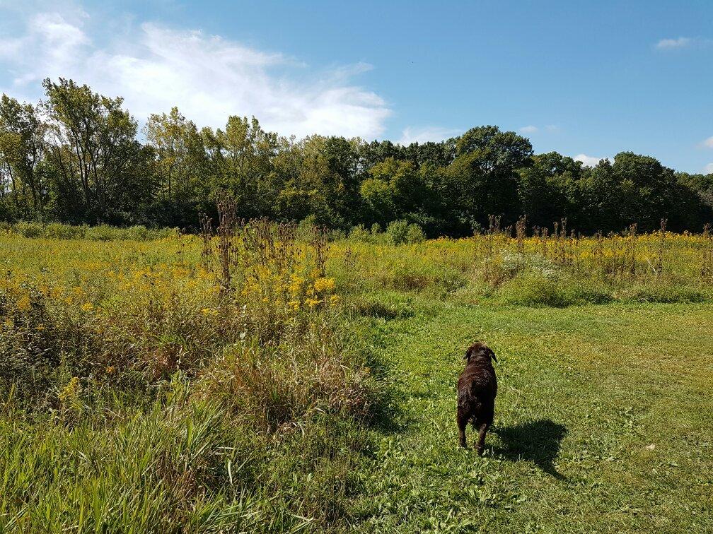 Prairie Wolf Slough