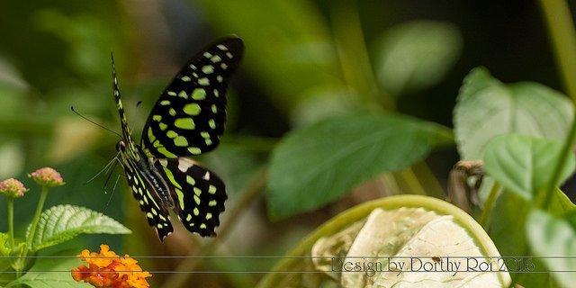 Butterfly World Coombs