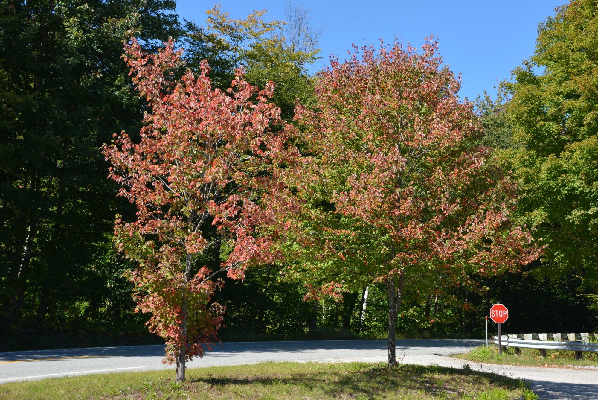 Russell-Colbath Homestead