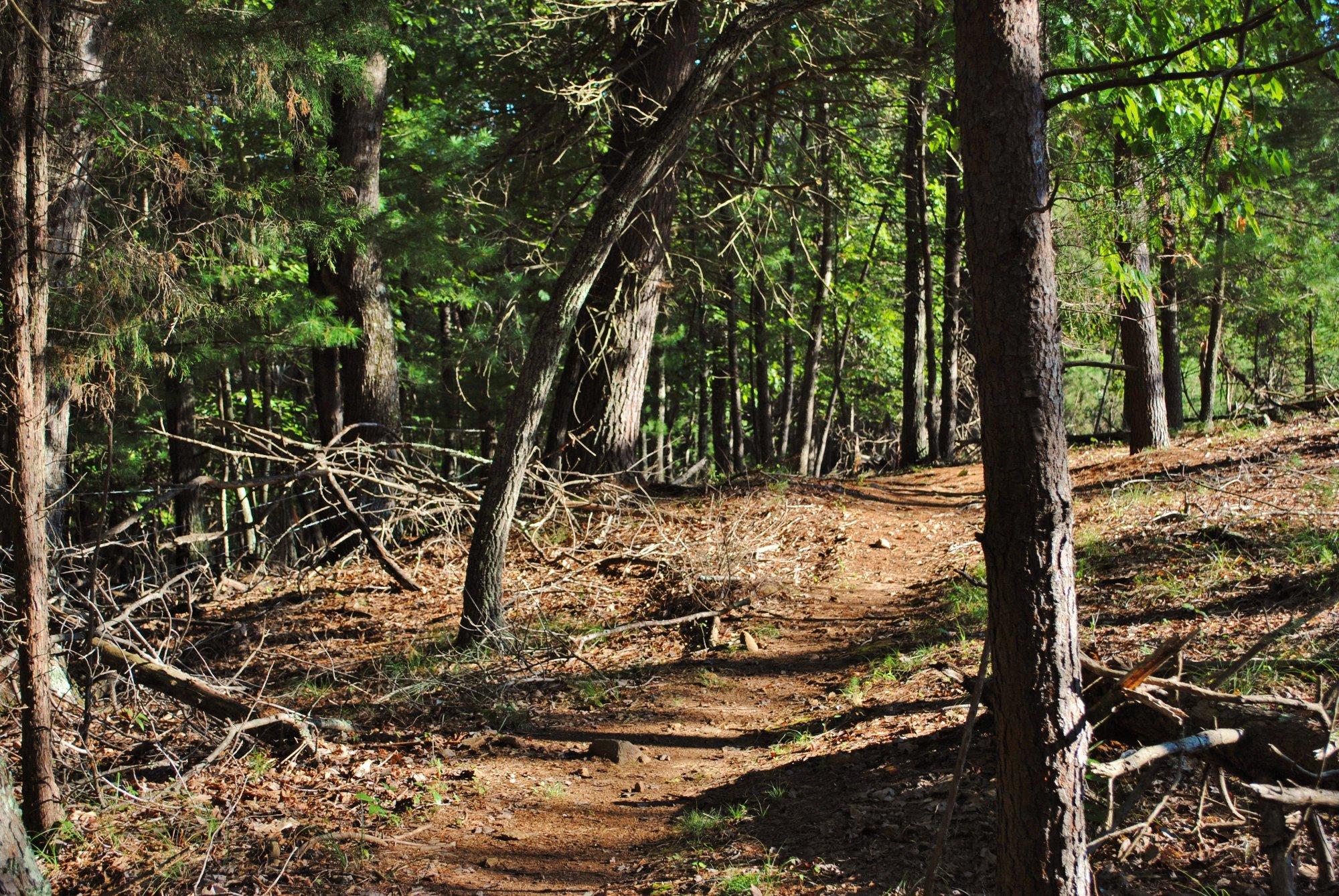 Mountain Laurel Trails