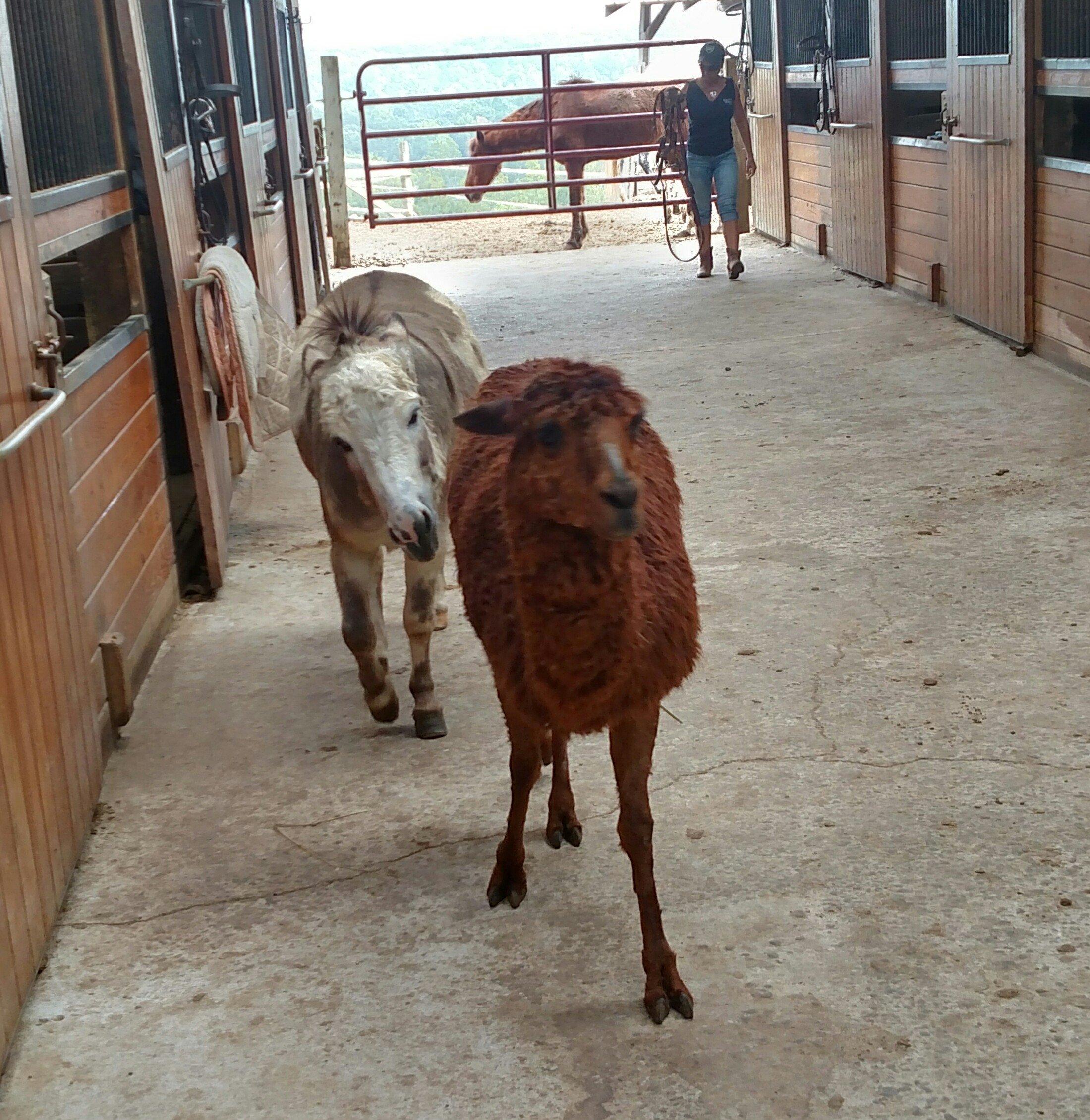 Tamarack Stables