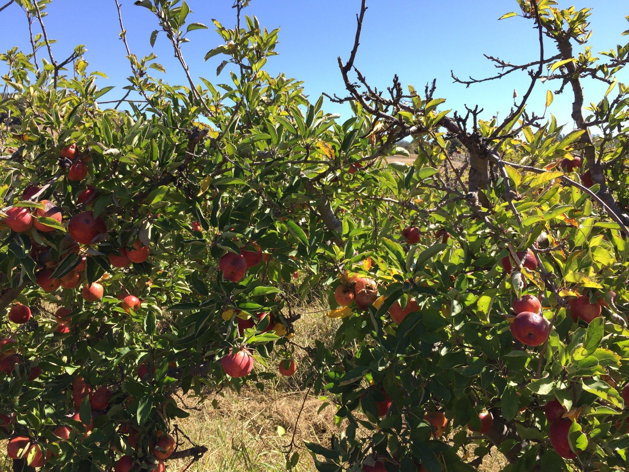 SLO Creek Farms