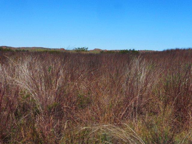 Black Kettle National Grassland